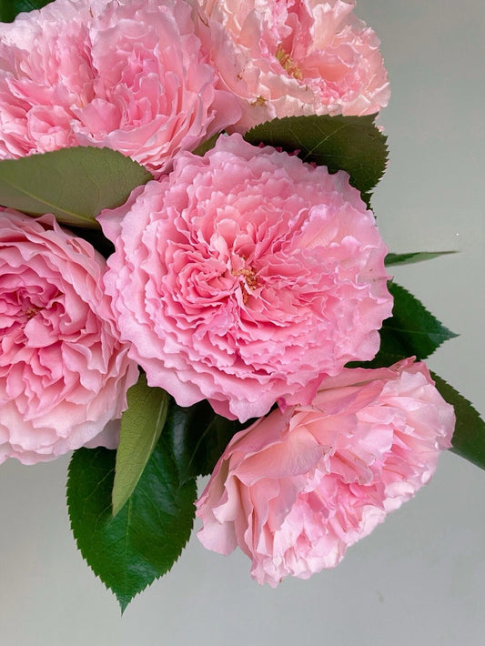 Rose 'Pamela' 粉梅拉