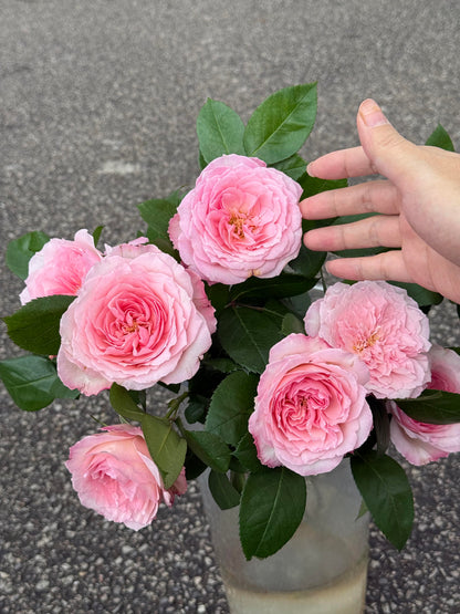 Rose '  Mayra's Rose PINK  |粉梅拉