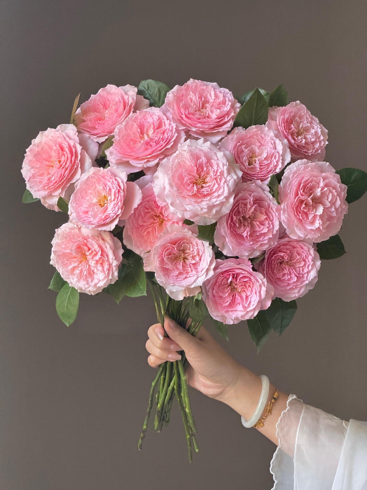 Rose '  Mayra's Rose PINK  |粉梅拉