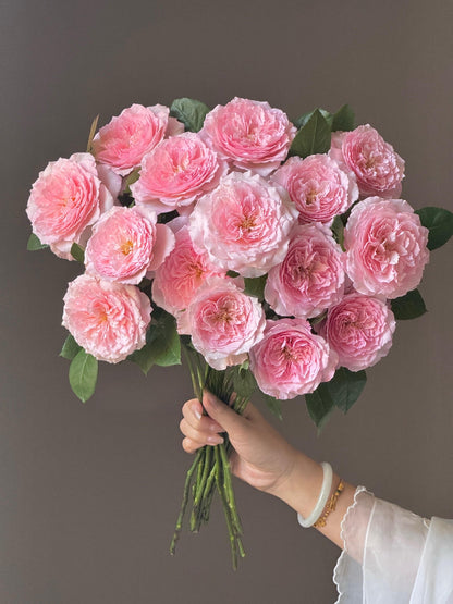 Rose '  Mayra's Rose PINK  |粉梅拉