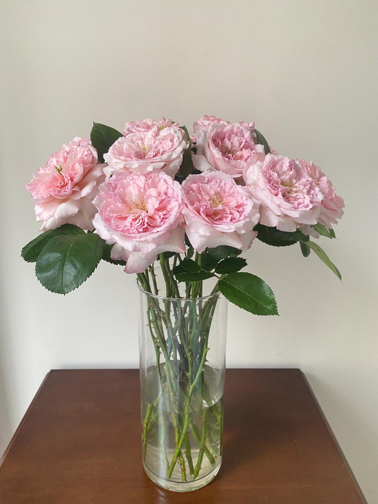 Rose '  Mayra's Rose PINK  |粉梅拉