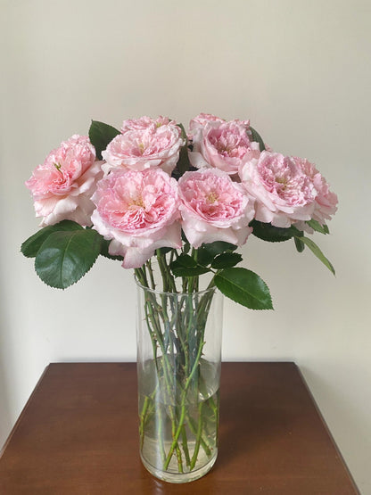 Rose '  Mayra's Rose PINK  |粉梅拉