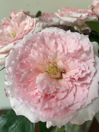 Rose '  Mayra's Rose PINK  |粉梅拉