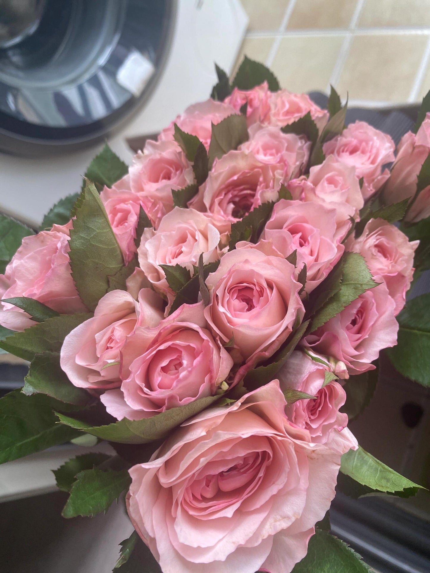 Rose '  Mayra's Rose PINK  |粉梅拉