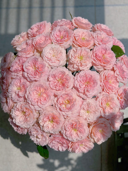 Rose '  Mayra's Rose PINK  |粉梅拉