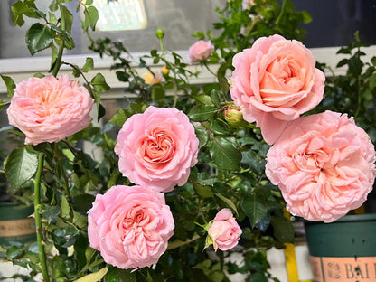 Rose '  Mayra's Rose PINK  |粉梅拉