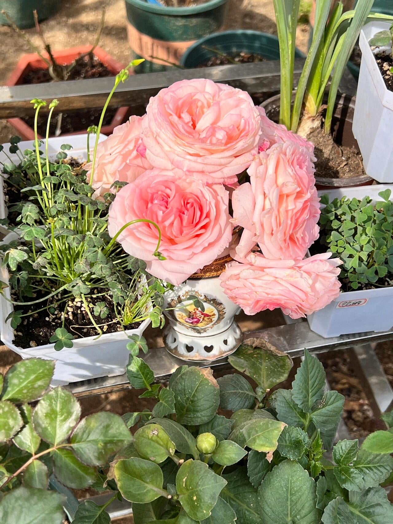 Rose '  Mayra's Rose PINK  |粉梅拉