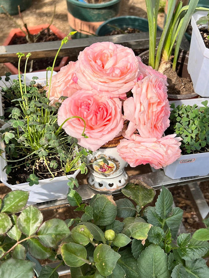 Rose '  Mayra's Rose PINK  |粉梅拉