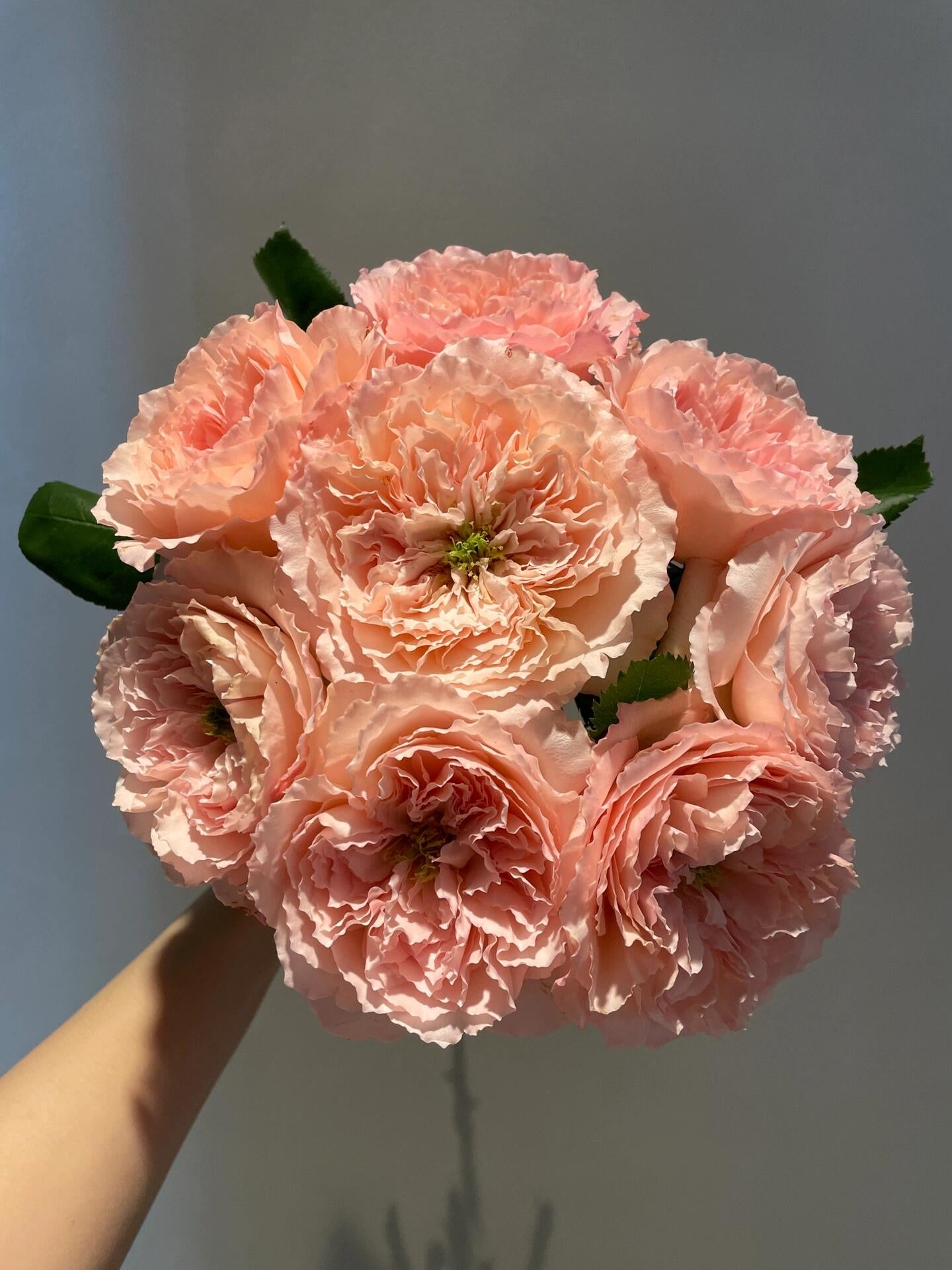 Rose '  Mayra's Rose PINK  |粉梅拉