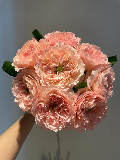 Rose '  Mayra's Rose PINK  |粉梅拉
