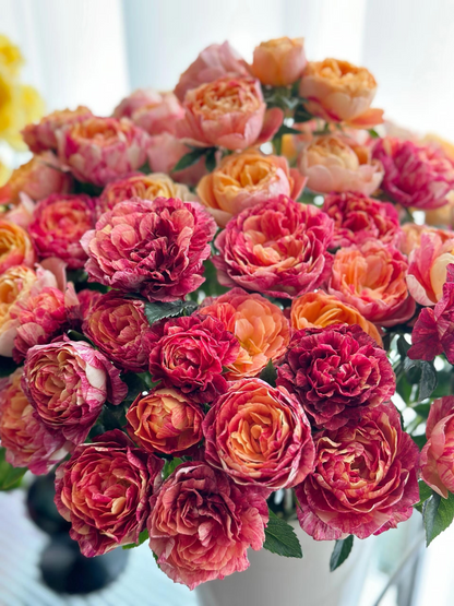 Rose 'Juice Splash' 果汁飞溅