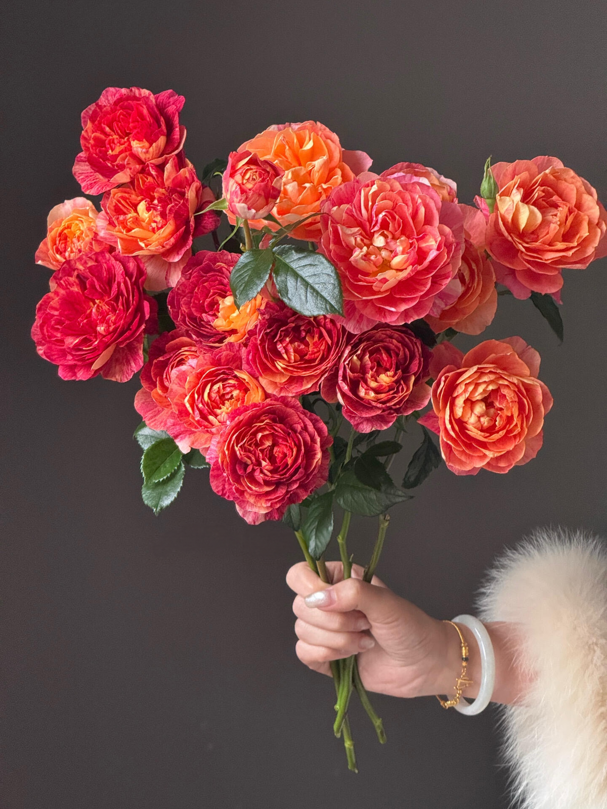 Rose 'Juice Splash' 果汁飞溅