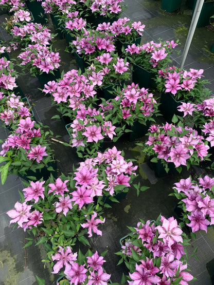 Clematis 'Elodi' | 许愿星
