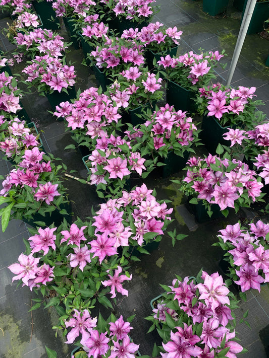 Clematis 'Elodi' | 许愿星