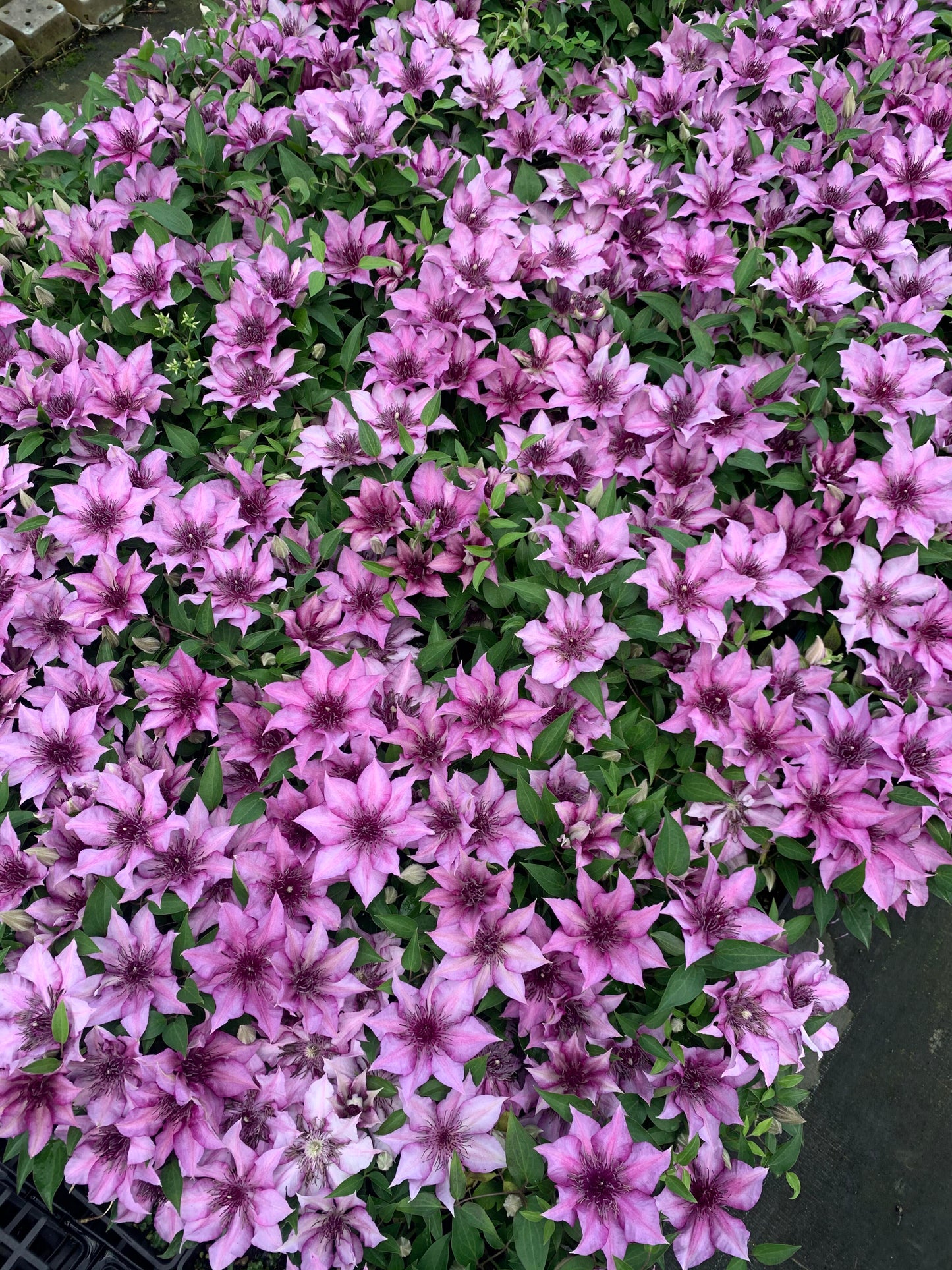 Clematis 'Elodi' | 许愿星