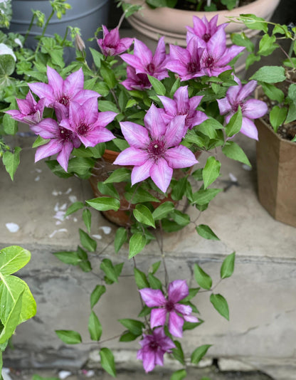 Clematis 'Elodi' | 许愿星