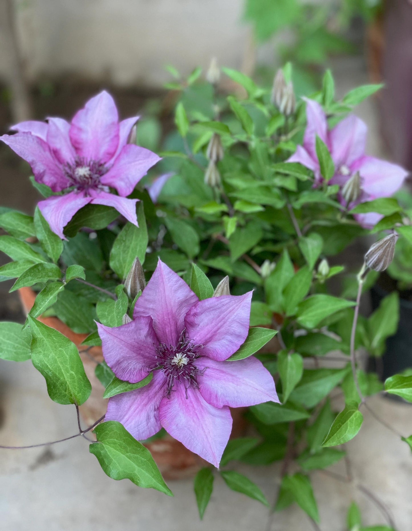 Clematis 'Elodi' | 许愿星