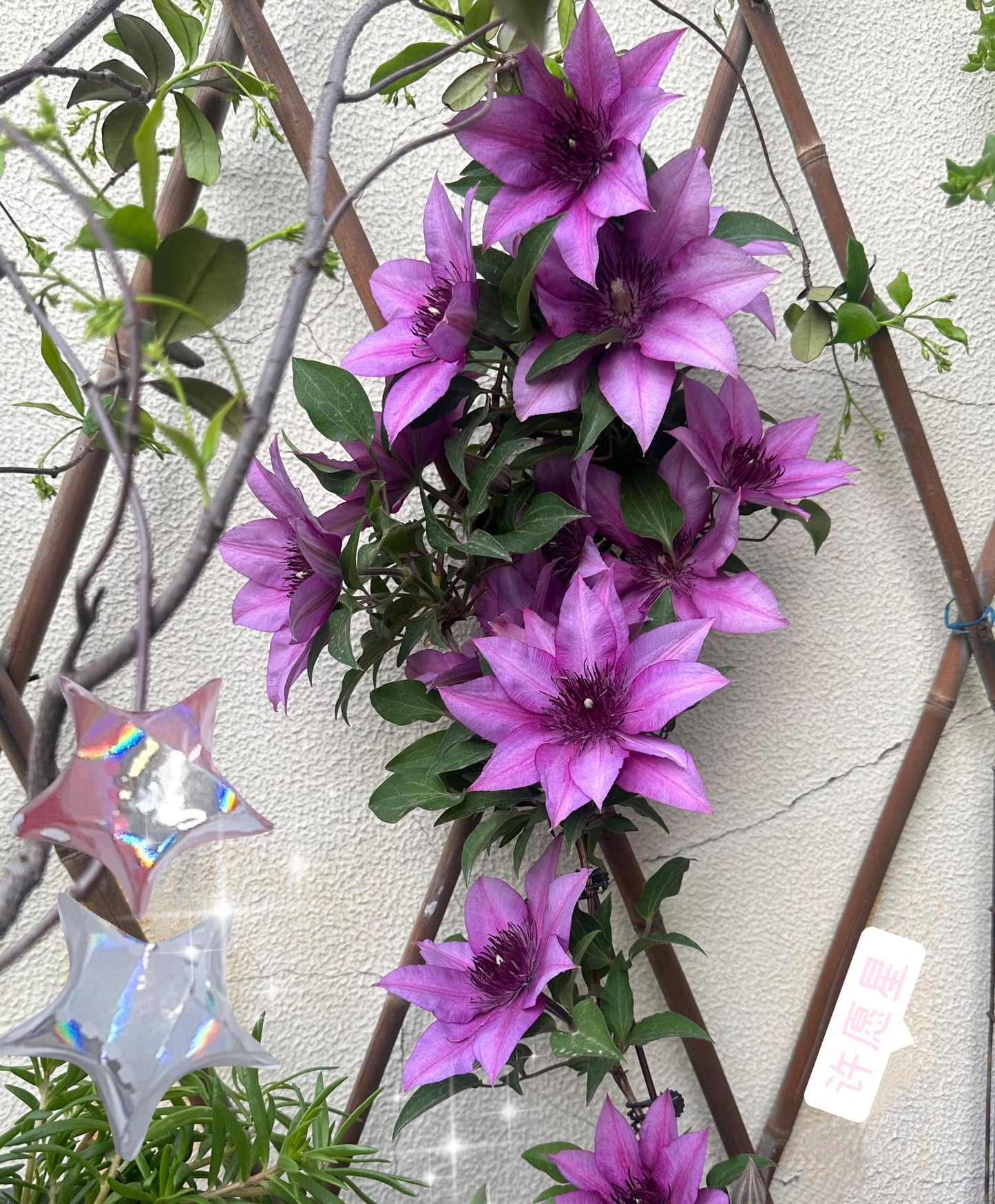 Clematis 'Elodi' | 许愿星