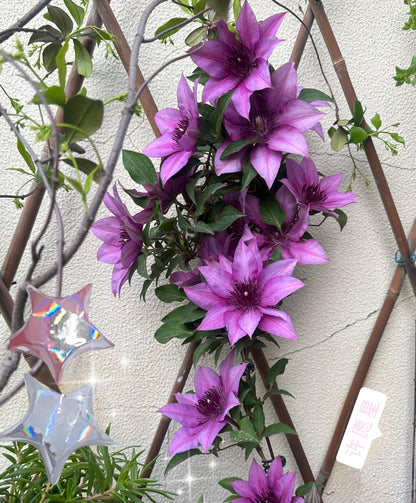 Clematis 'Elodi' | 许愿星