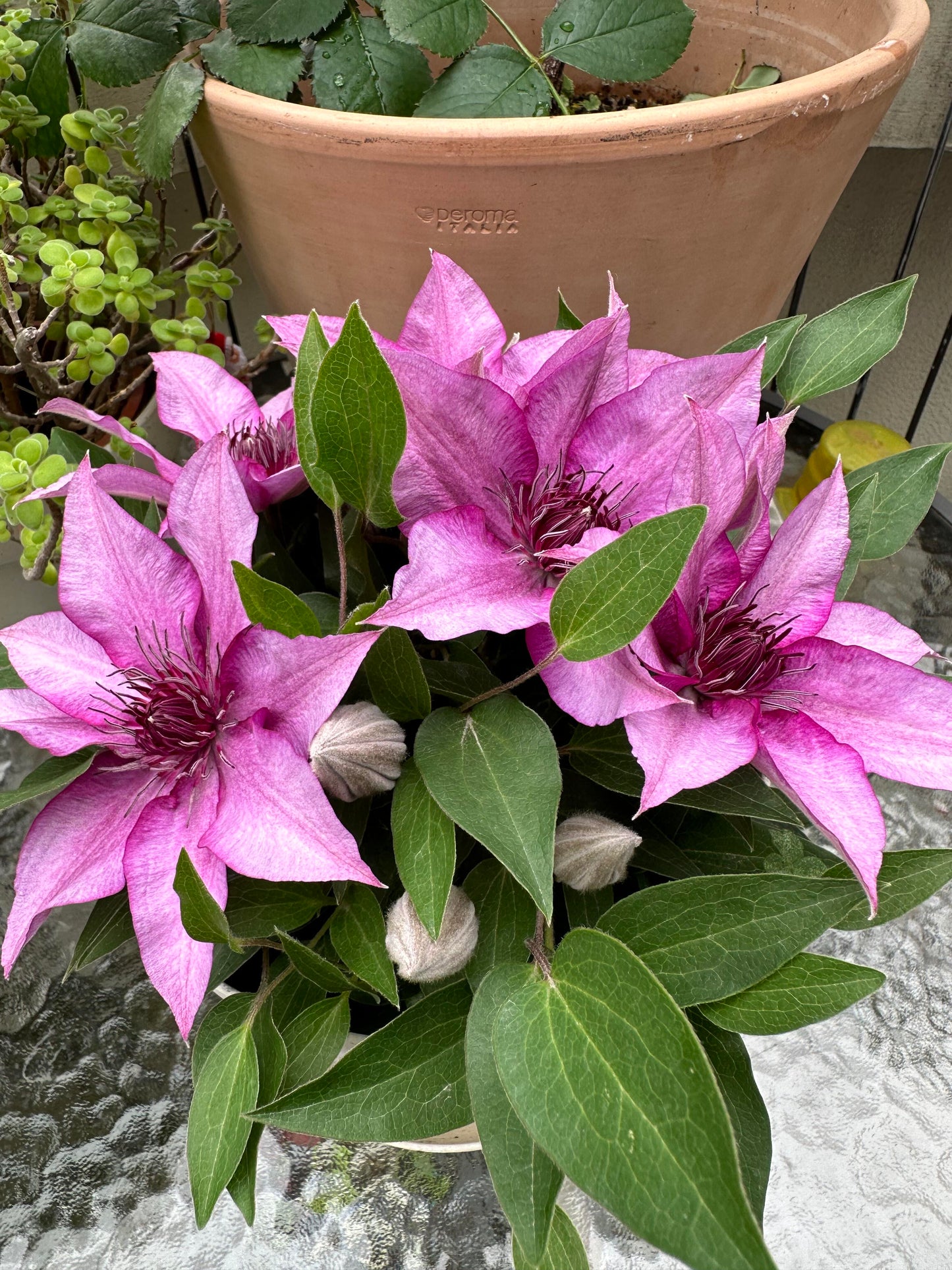 Clematis 'Elodi' | 许愿星