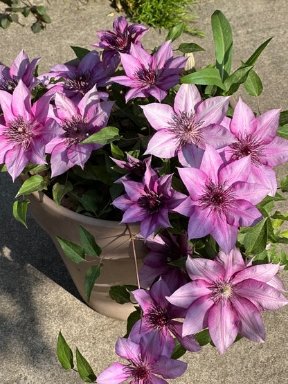 Clematis 'Elodi' | 许愿星
