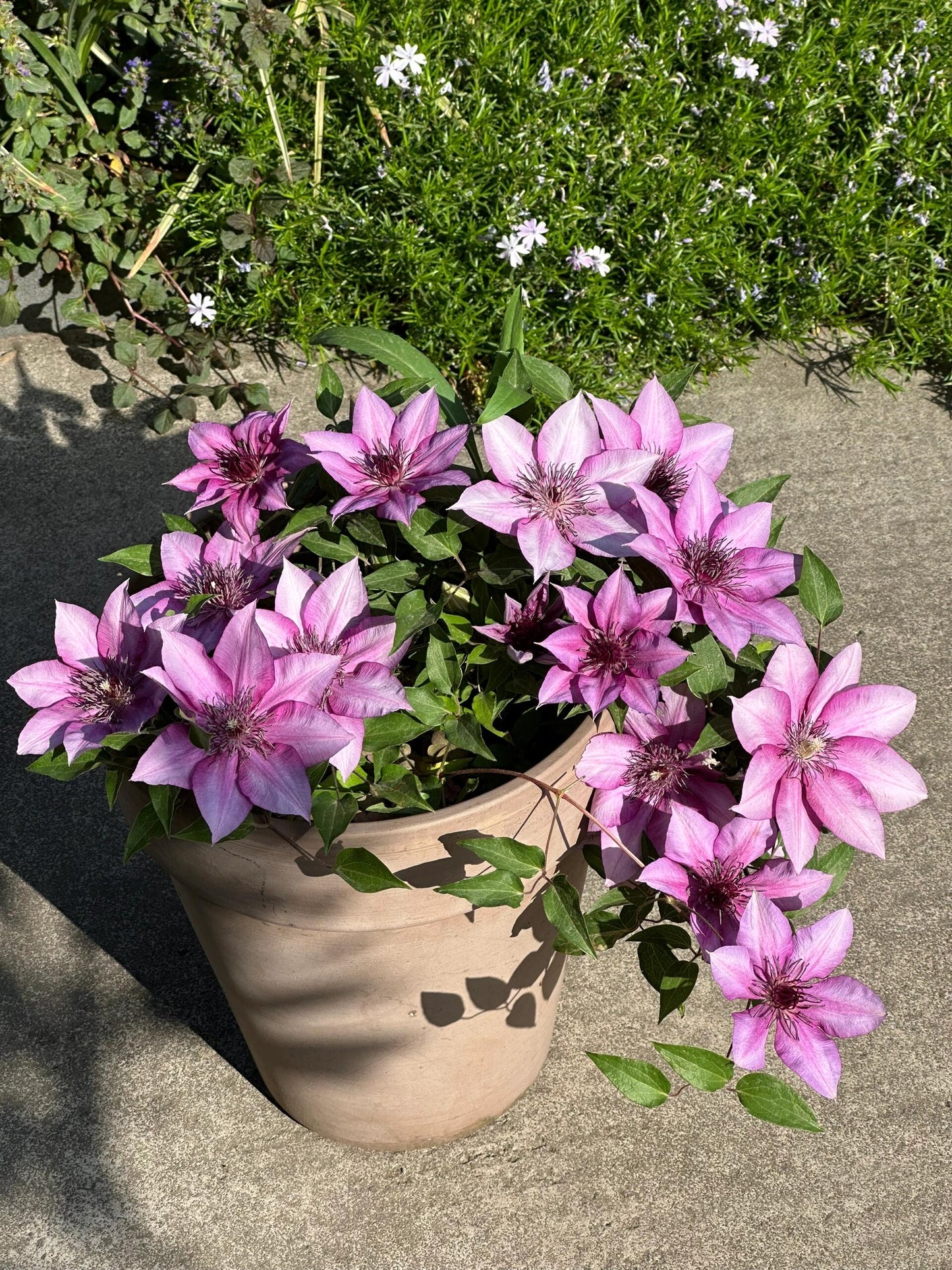 Clematis 'Elodi' | 许愿星