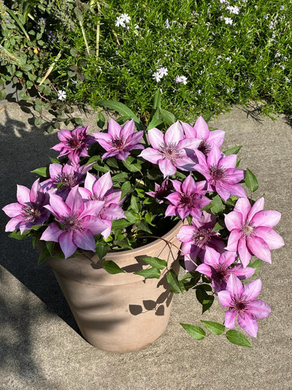 Clematis 'Elodi' | 许愿星