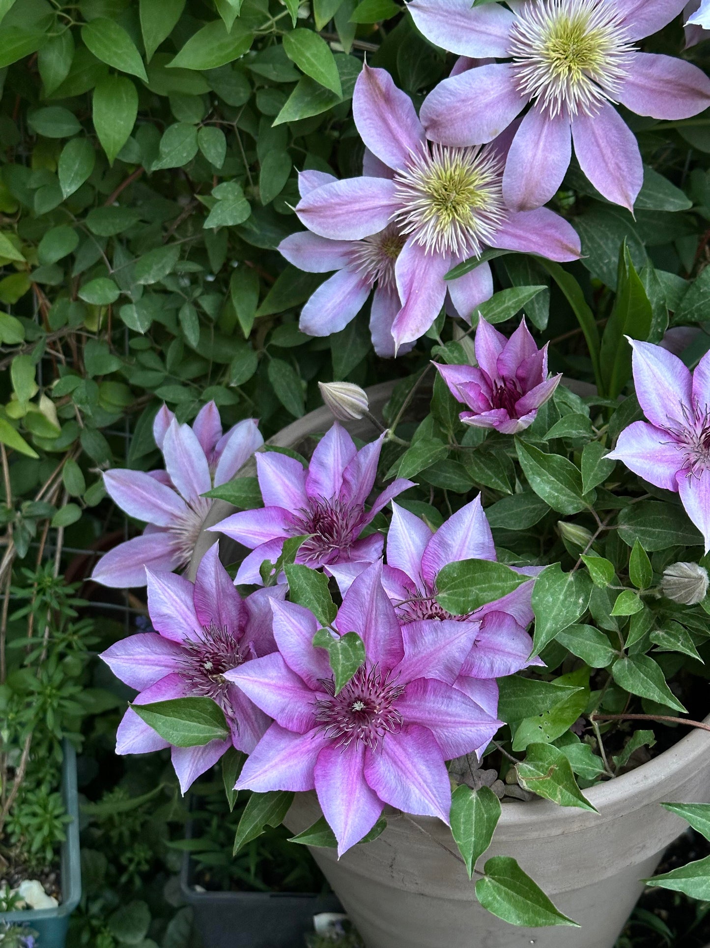 Clematis 'Elodi' | 许愿星