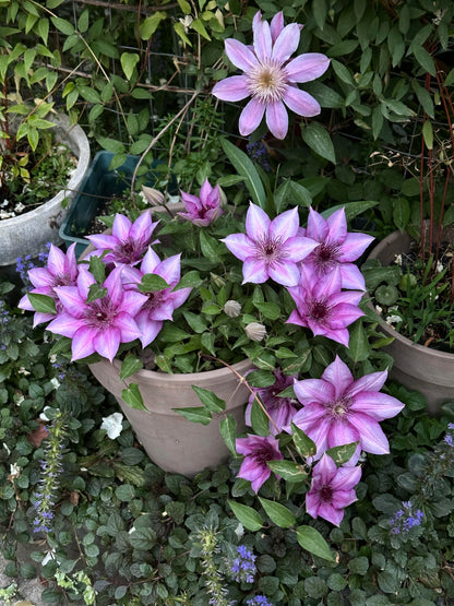 Clematis 'Elodi' | 许愿星