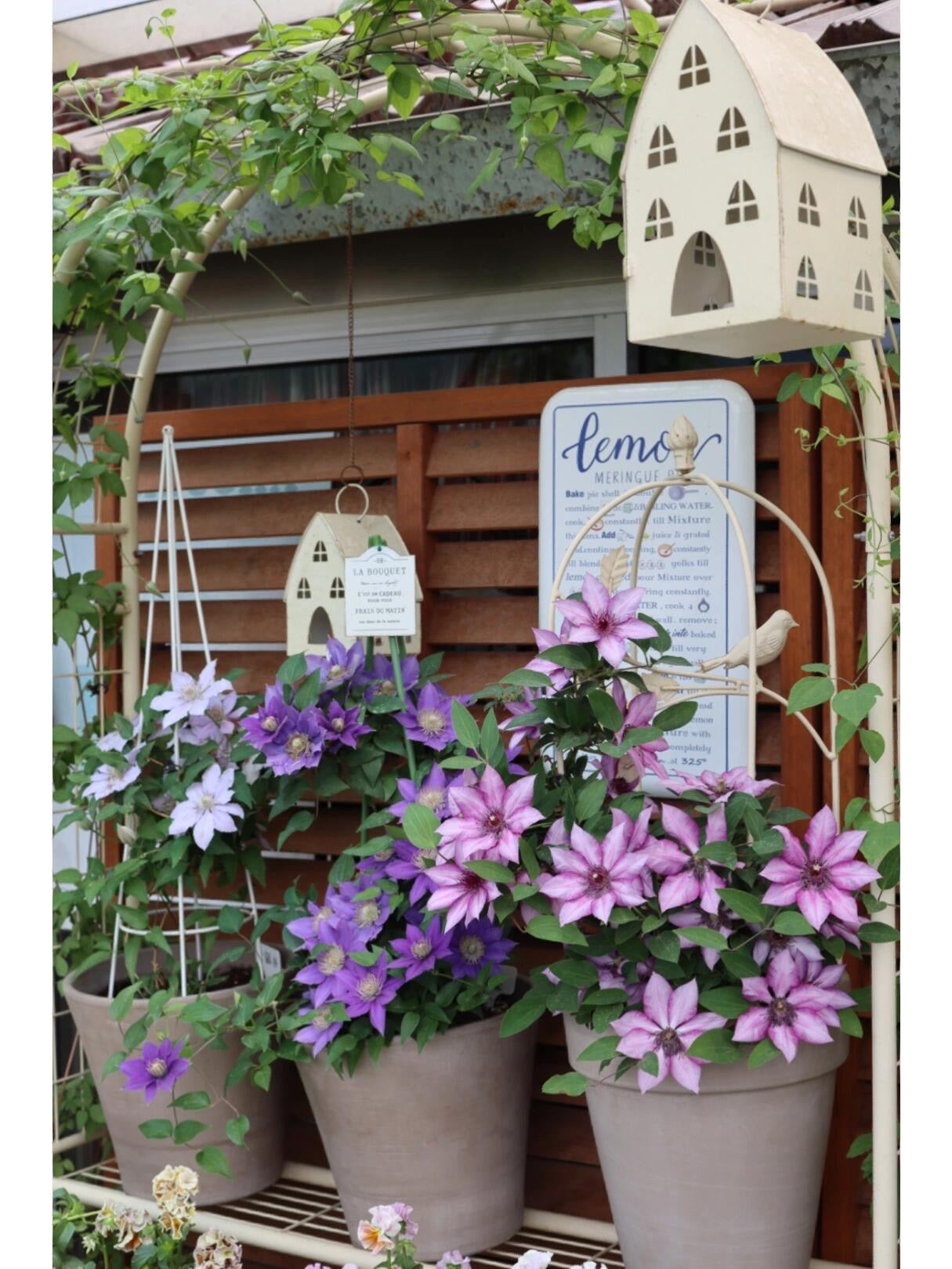 Clematis 'Elodi' | 许愿星