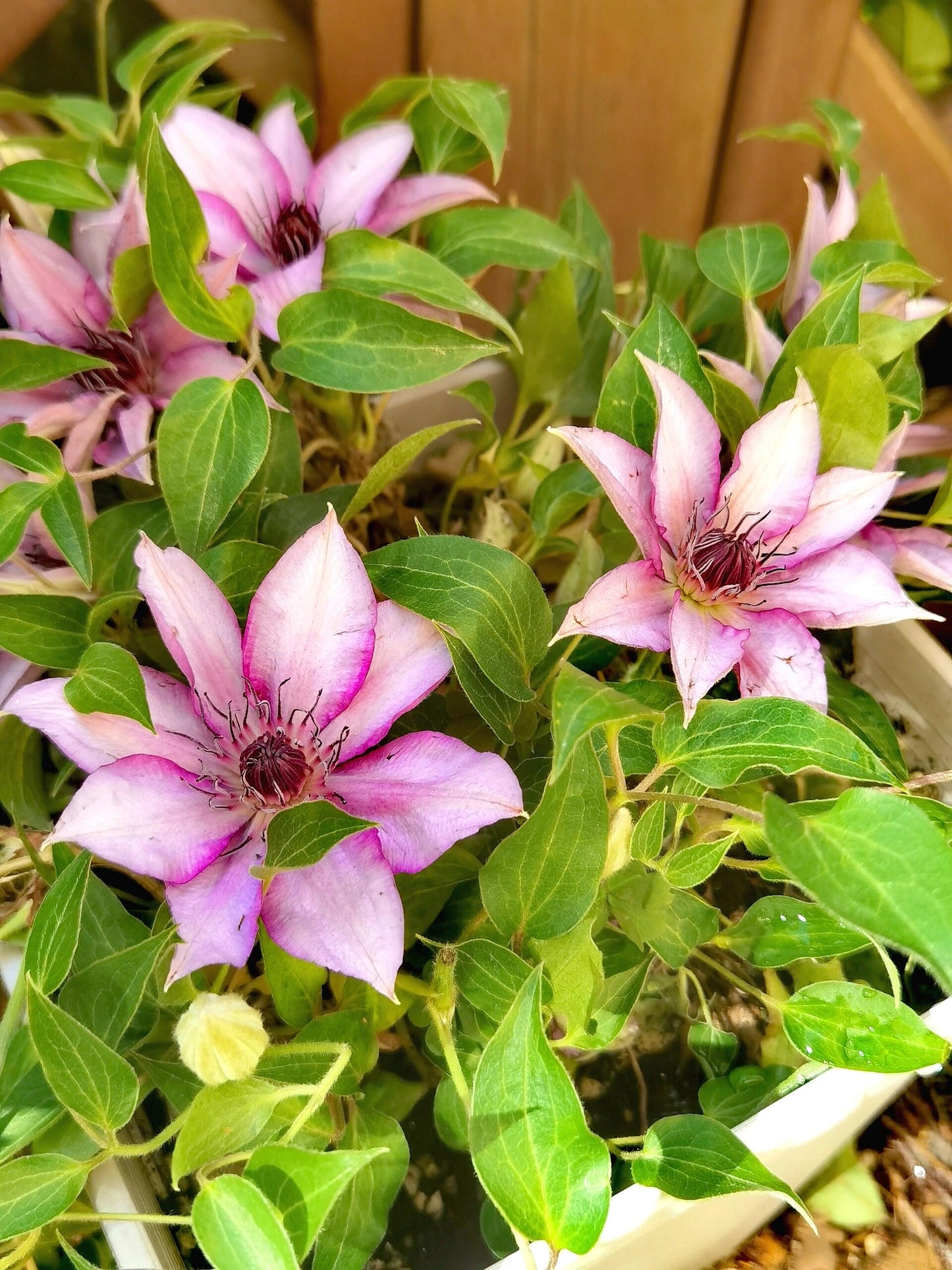 Clematis 'Elodi' | 许愿星