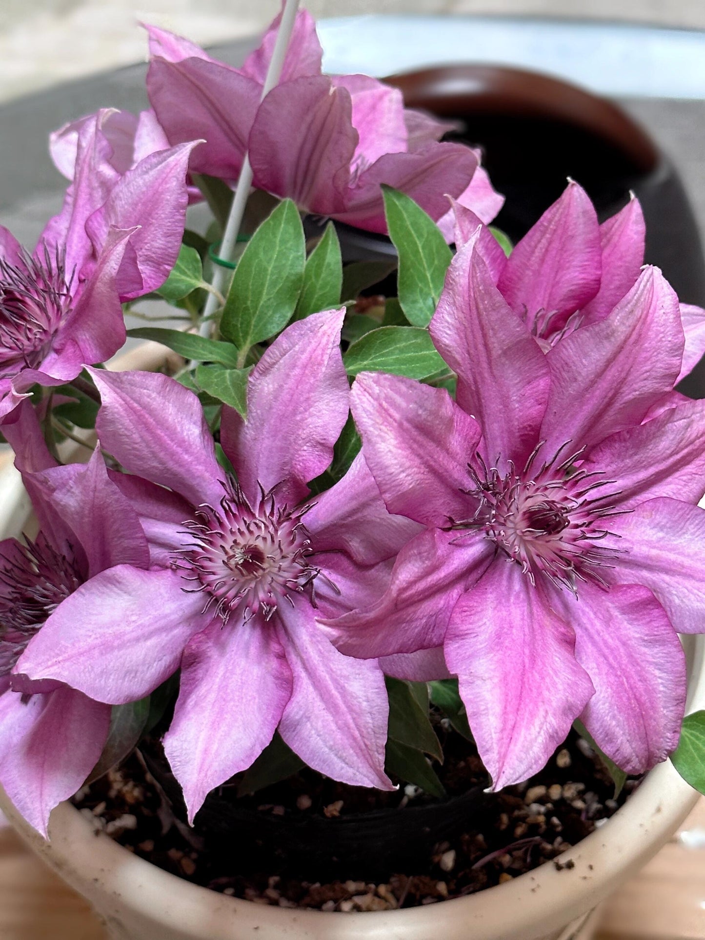 Clematis 'Elodi' | 许愿星