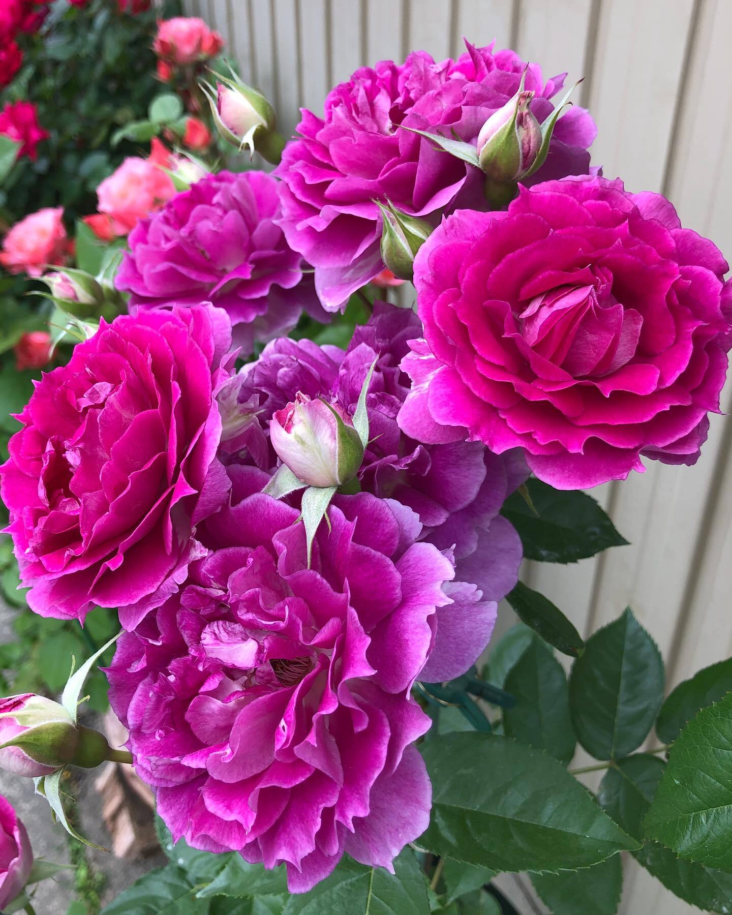 Rose  ‘ Scheherazade | シェエラザード  | 天方夜谭  ’
