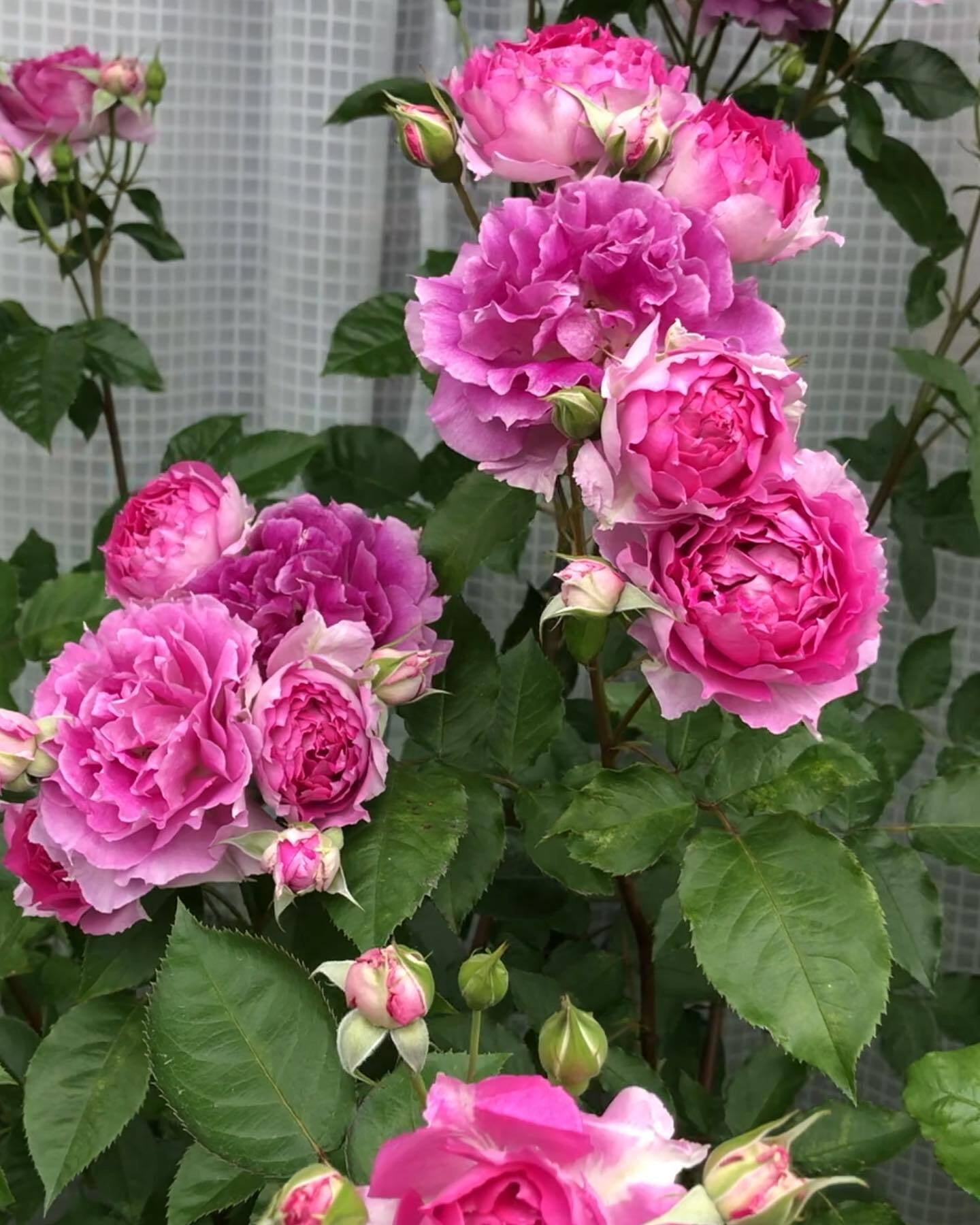 Rose  ‘ Scheherazade | シェエラザード  | 天方夜谭  ’