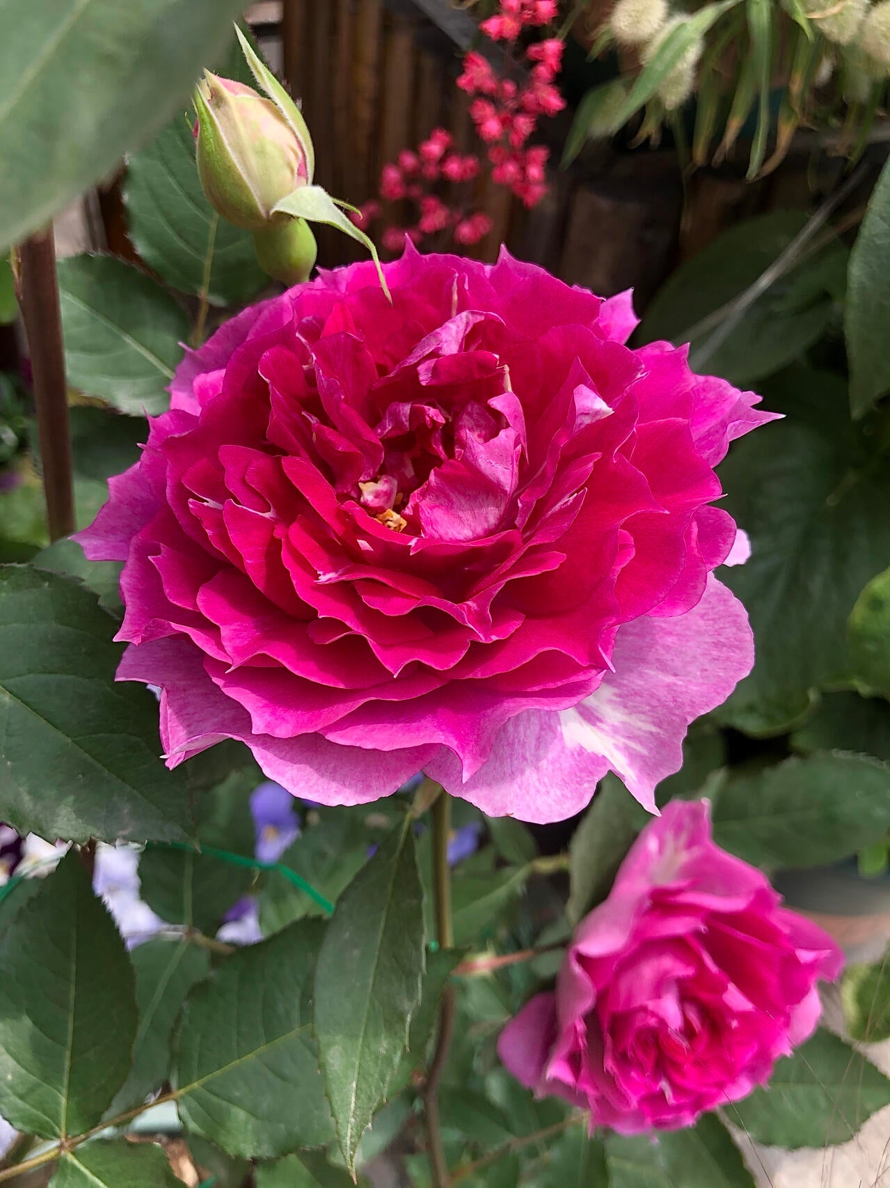 Rose  ‘ Scheherazade | シェエラザード  | 天方夜谭  ’