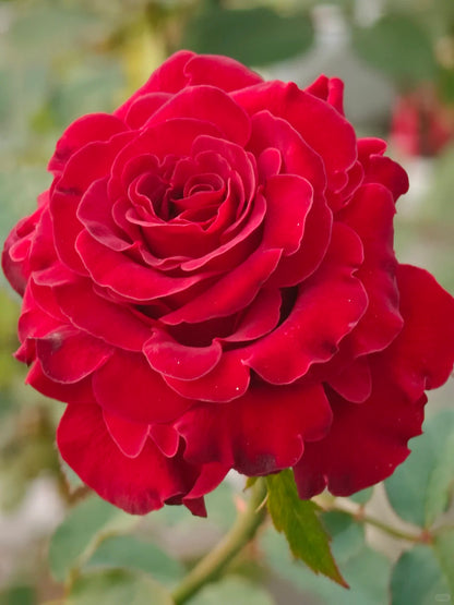 Rose  ' Hearts | 心跳红梅拉