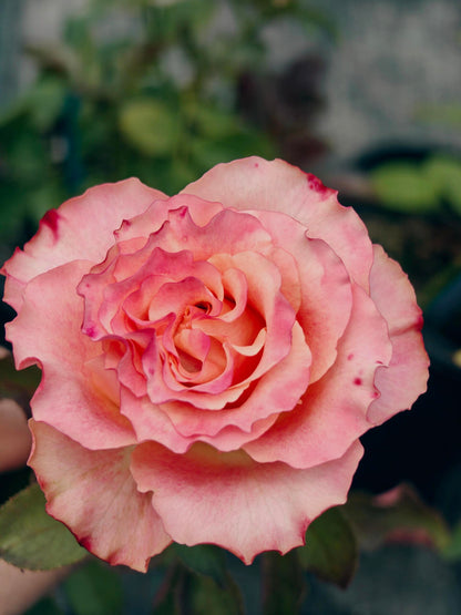 Rose ‘ Memphis ’ 孟菲斯