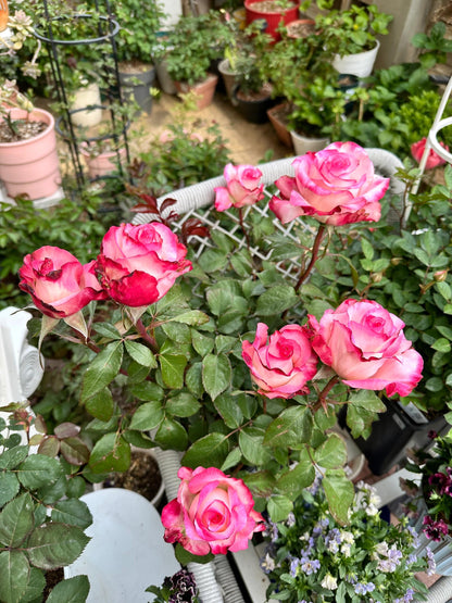 Rose ' Carrousel | 歌莎
