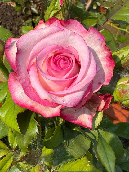 Rose ' Carrousel | 歌莎