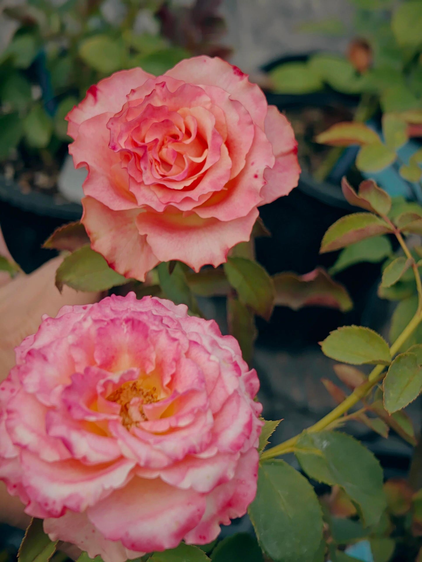 Rose ‘ Memphis ’ 孟菲斯