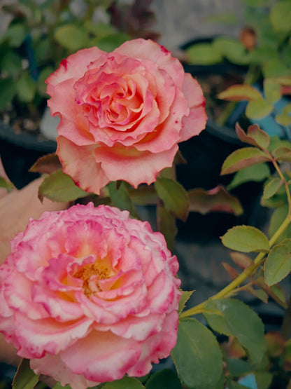 Rose ‘ Memphis ’ 孟菲斯