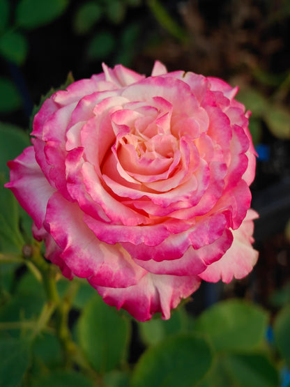 Rose ‘ Memphis ’ 孟菲斯