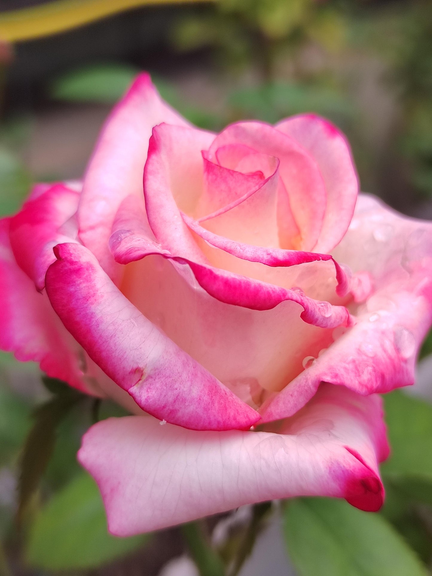 Rose ' Carrousel | 歌莎