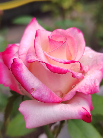 Rose ' Carrousel | 歌莎