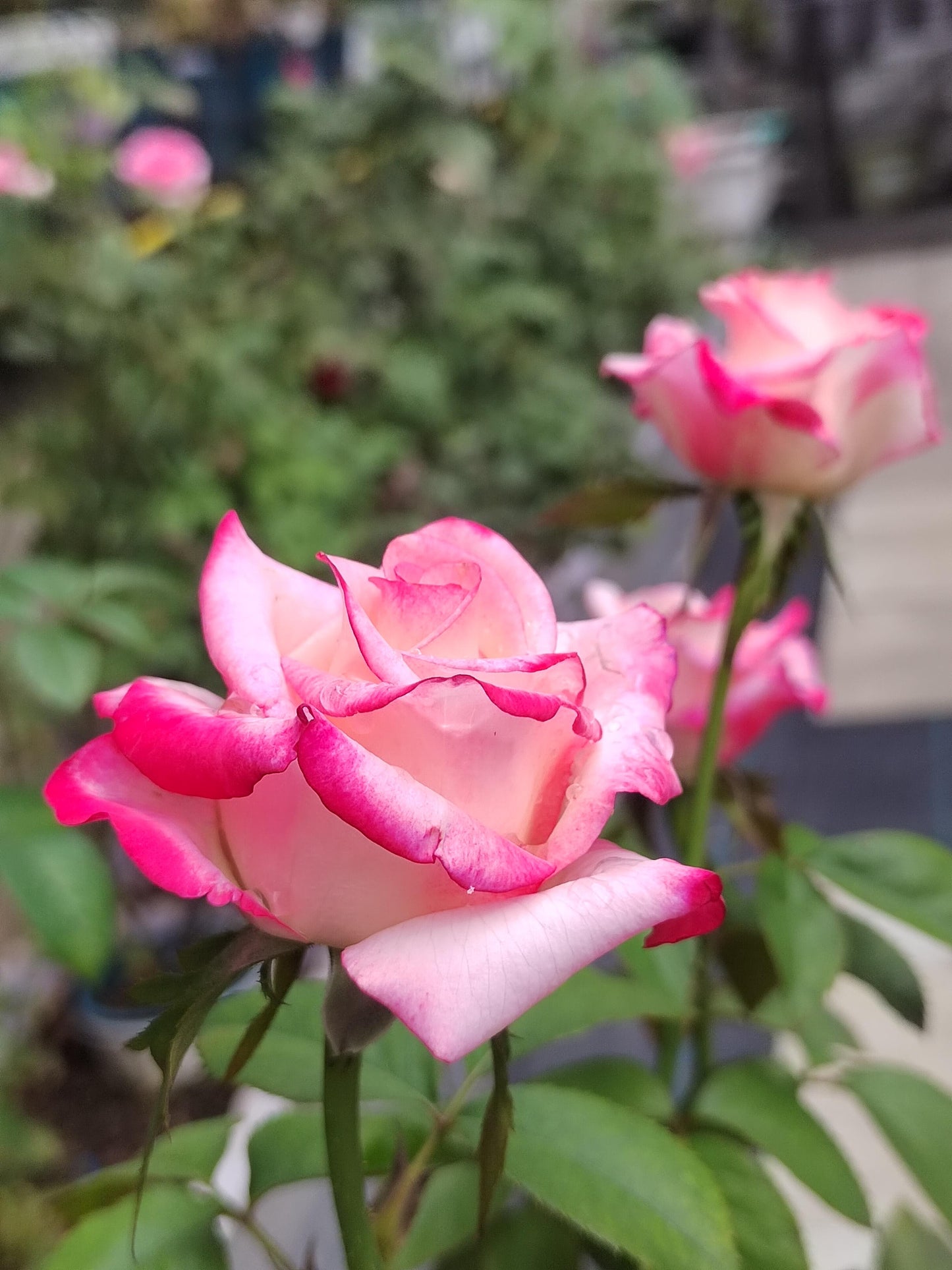 Rose ' Carrousel | 歌莎