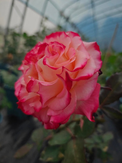 Rose ‘ Memphis ’ 孟菲斯