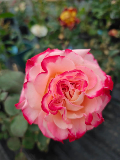 Rose ‘ Memphis ’ 孟菲斯