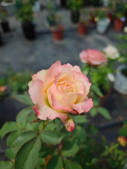 Rose ‘ Memphis ’ 孟菲斯