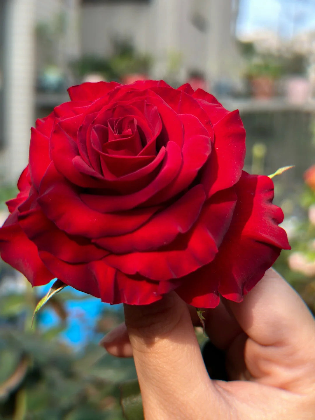 Rose  ' Hearts | 心跳红梅拉