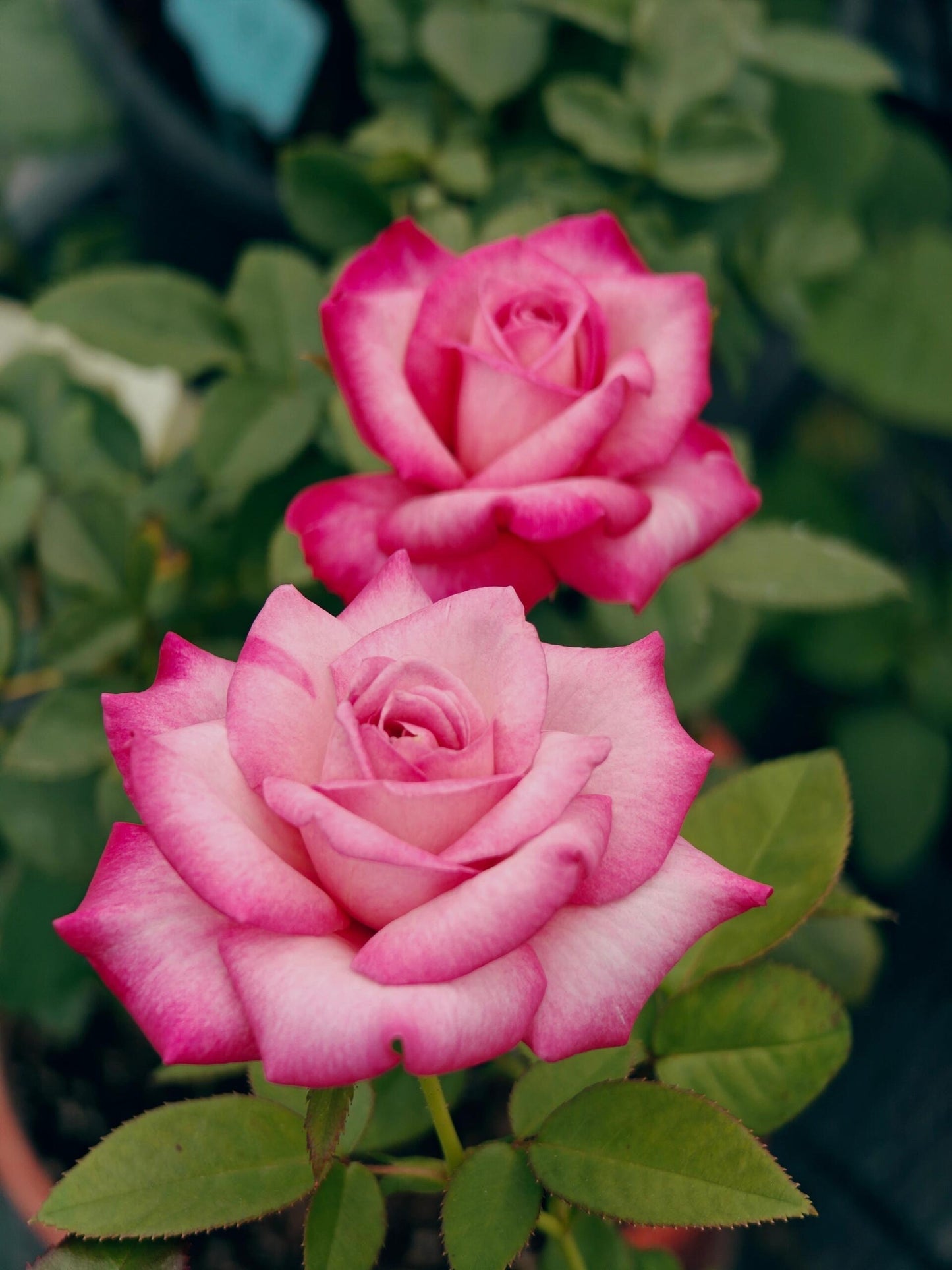 Rose ' Carrousel | 歌莎